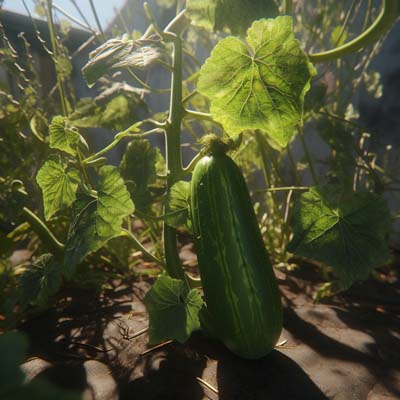 cucumber