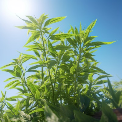 lemon verbena