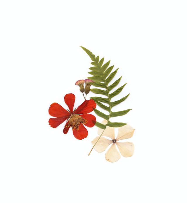 pressed flowers