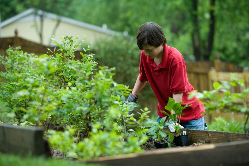 school garden