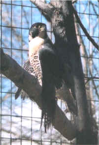 Peregrin Falcon