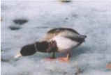 Mallard Duck 1