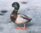 Mallard Duck 3