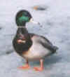 Mallard Duck 4