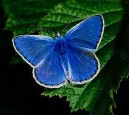 karner blue butterfly
