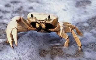 crab