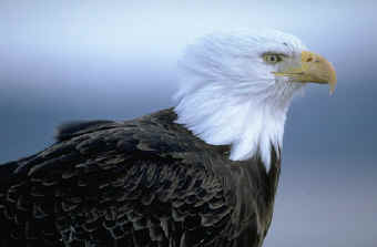 bald eagle