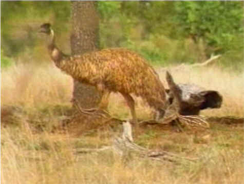 Emu