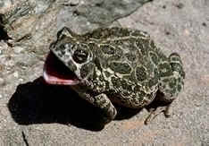 frog