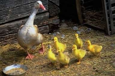 Geese