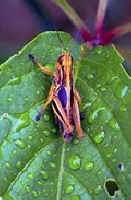grasshopper