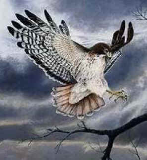 Hawk