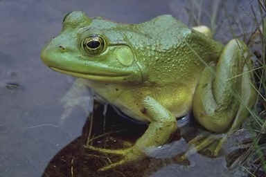 Frog