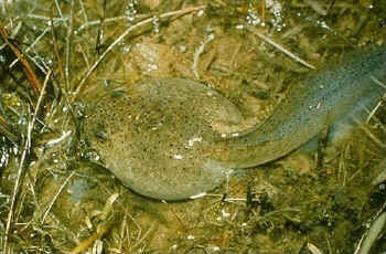 Bullfrog Tadpole