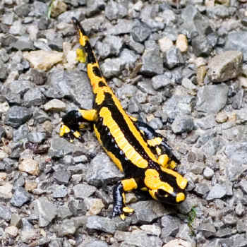 Fire Salamander
