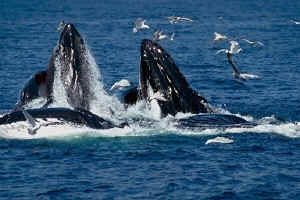 Whales are not fish!