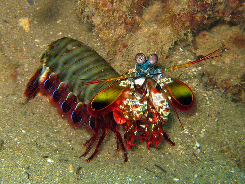 mantis shrimp guarding eggs
