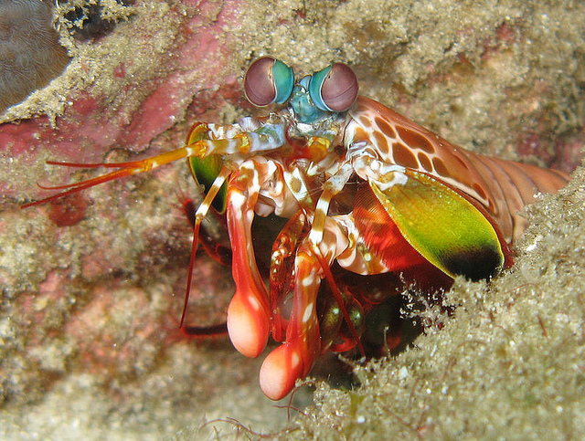 mantis shrimp guarding eggs