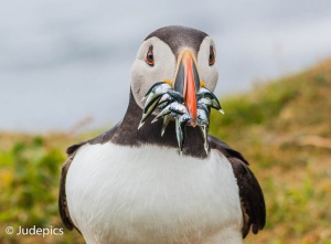 Puffin Carrying Fish