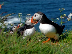 Puffin Pair