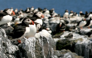 Puffin Colony