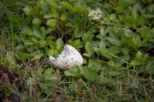 Puffin Egg