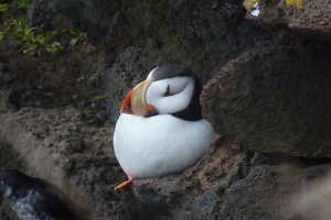 Horned Puffin
