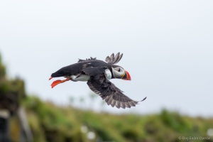 Atlantic Puffin