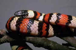 Snake
