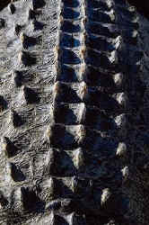Crocodile scales