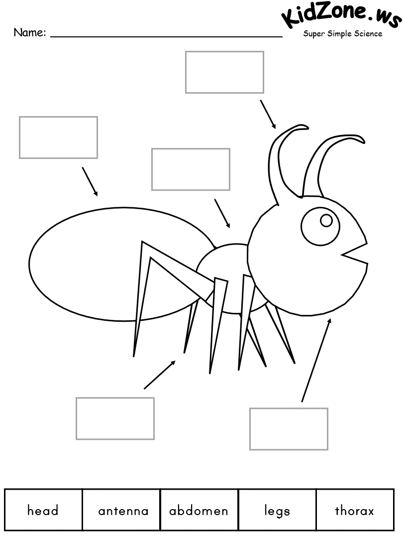 Golden carpenter ant fact sheet