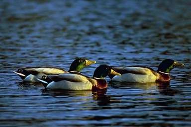 mallard ducks