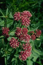 Milkweed plant