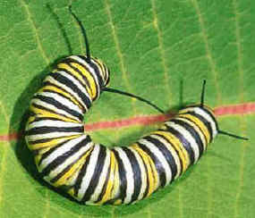 Monarch Caterpillar