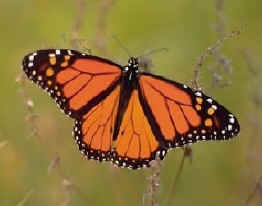 monarch butterfly