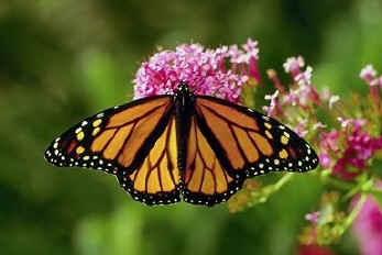 monarch butterfly on milkweed