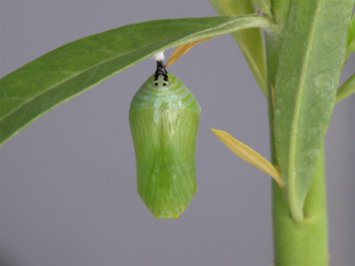 Monarch Pupa