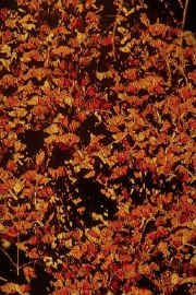 monarch butterflies