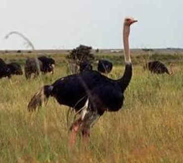 ostrich