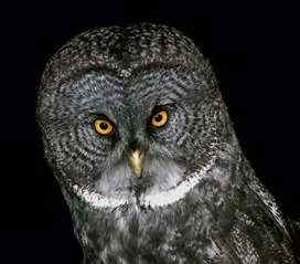 Owl
