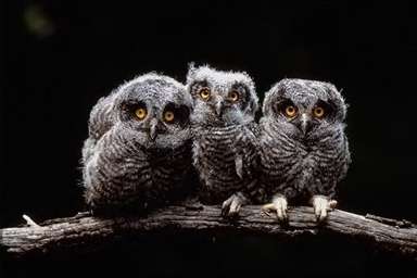 Raptor Babies