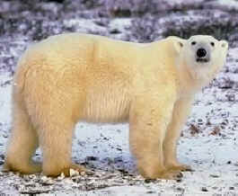 polar bear