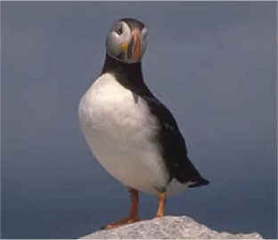 Puffin
