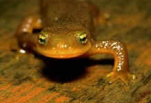 salamander