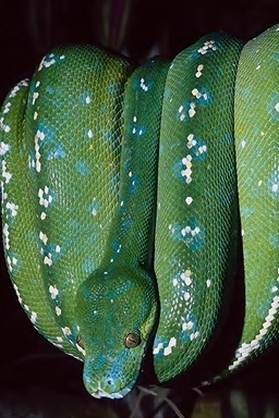 snake