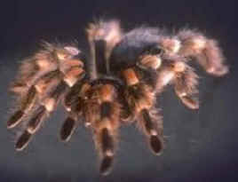 spider