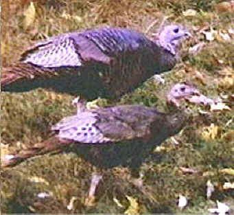 turkey photo