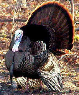 wild turkeys