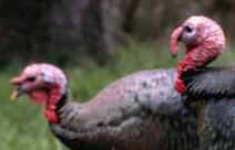 wild turkeys