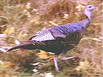turkey photo